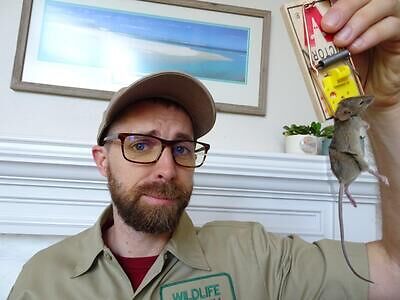 Syracuse rodent trapping